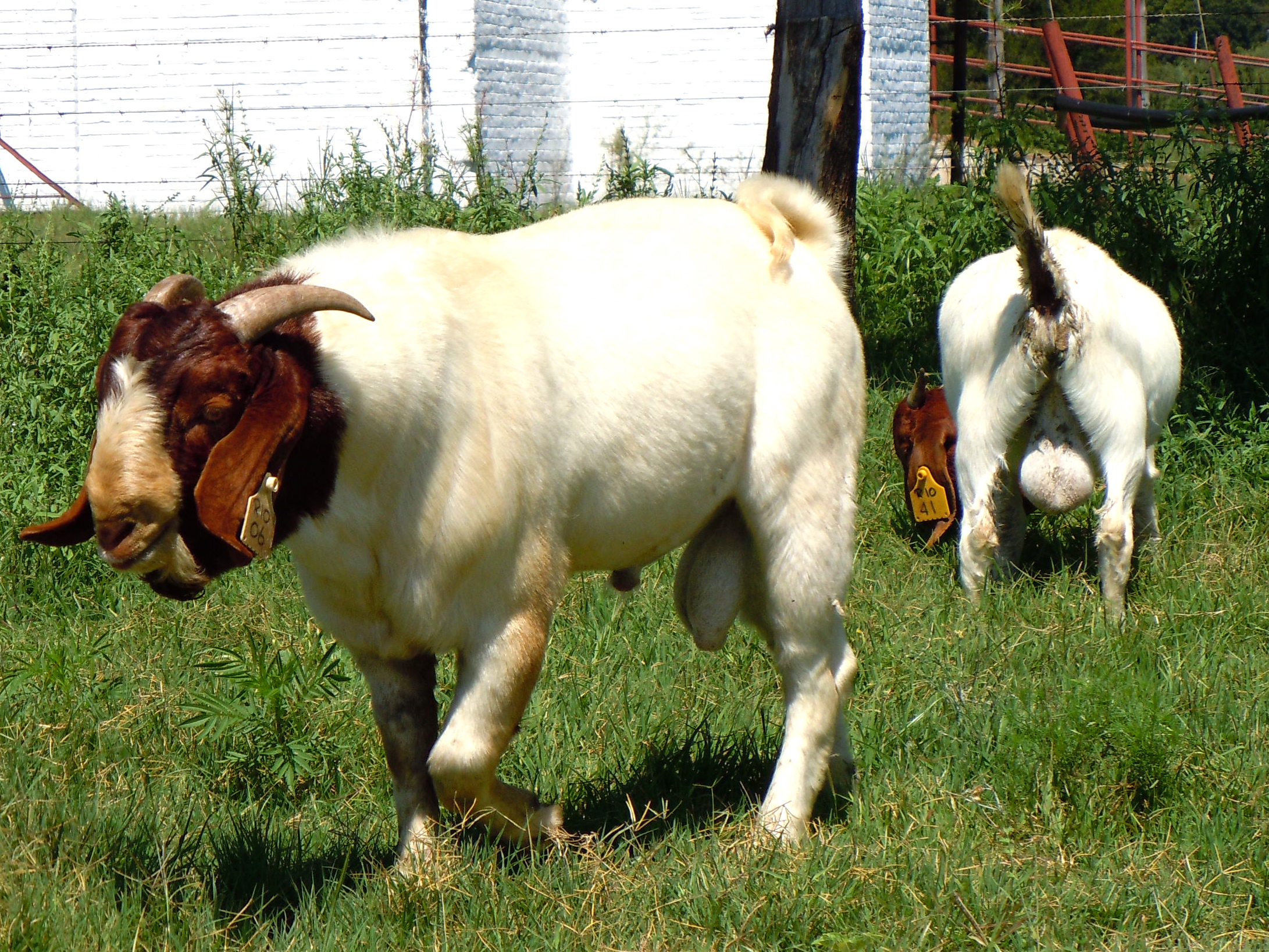 Boer Goat bucks ready for mating
