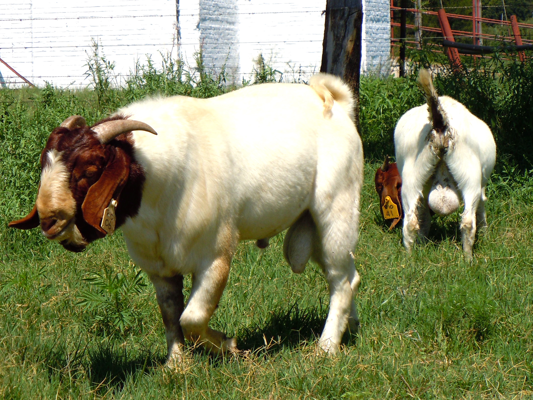 Boer Goat Chart