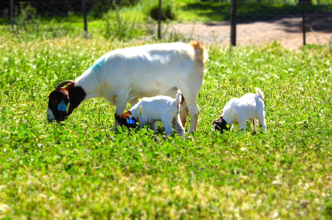 Boer Goat doe with kids at foot