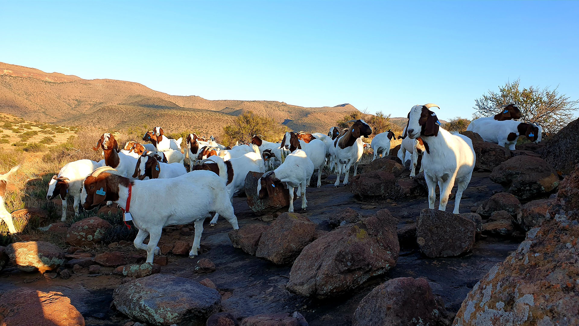 Boer Goats South Africa Everything you need to know about the South