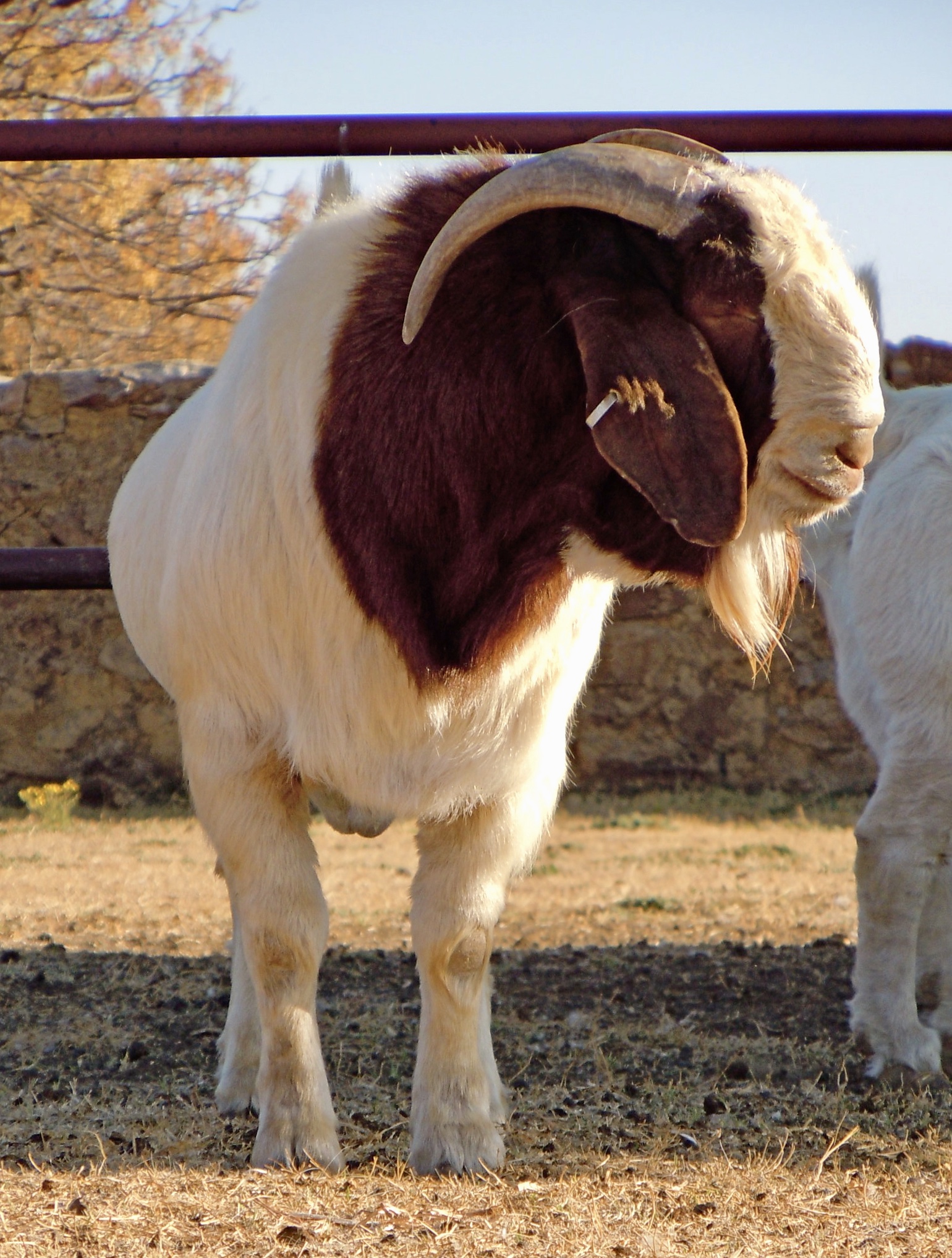 Ideal Boer Goat buck