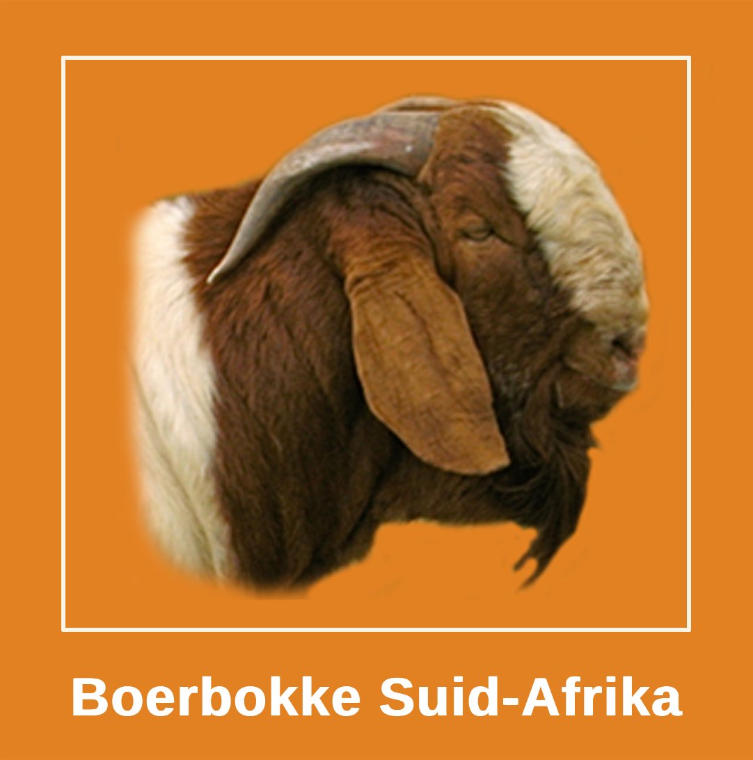 Boer Goats South Africa