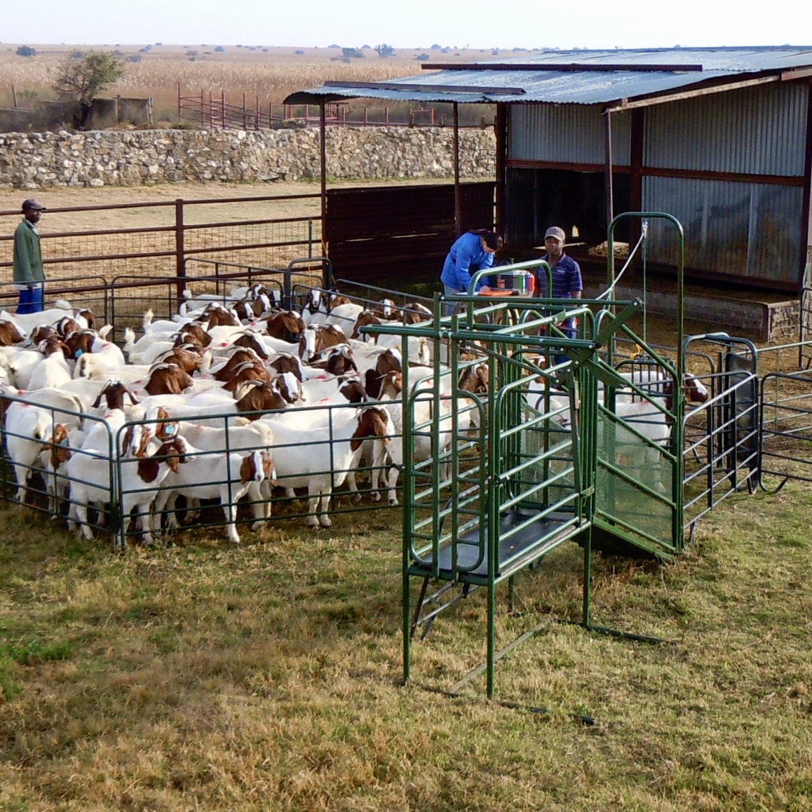 Boer Goat handling facilities
