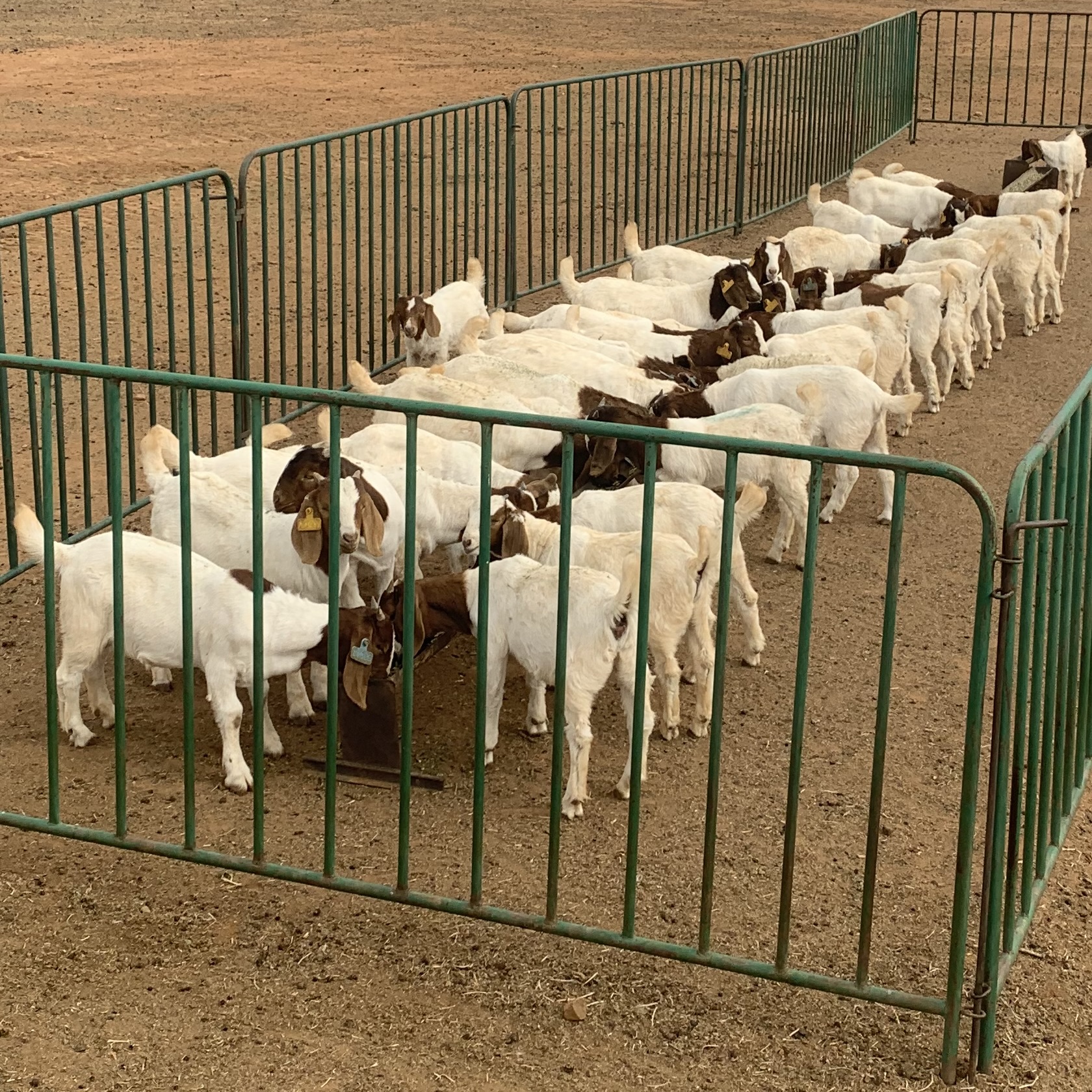 Boer Goat kids receiving creep feed