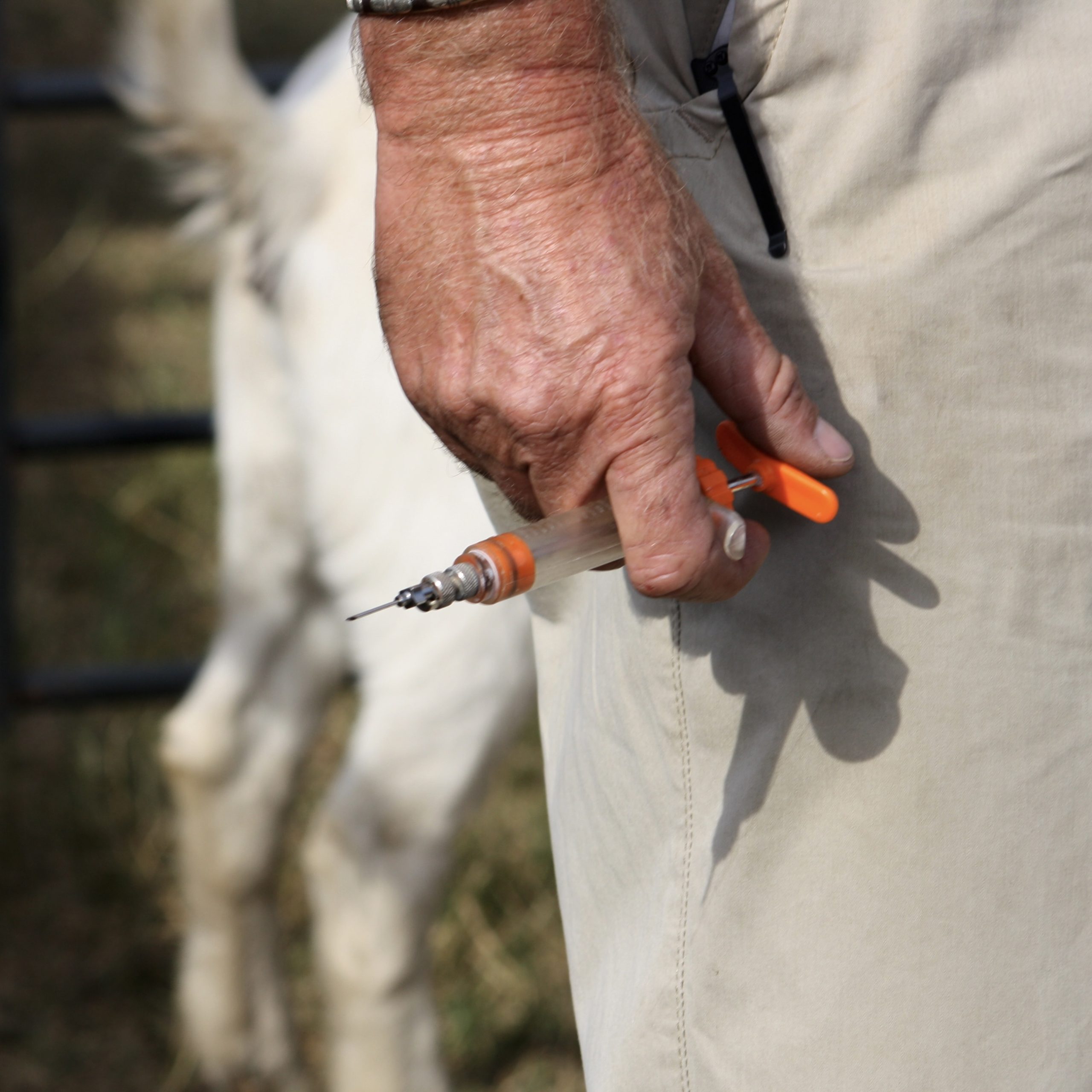 Boer Goat animal health
