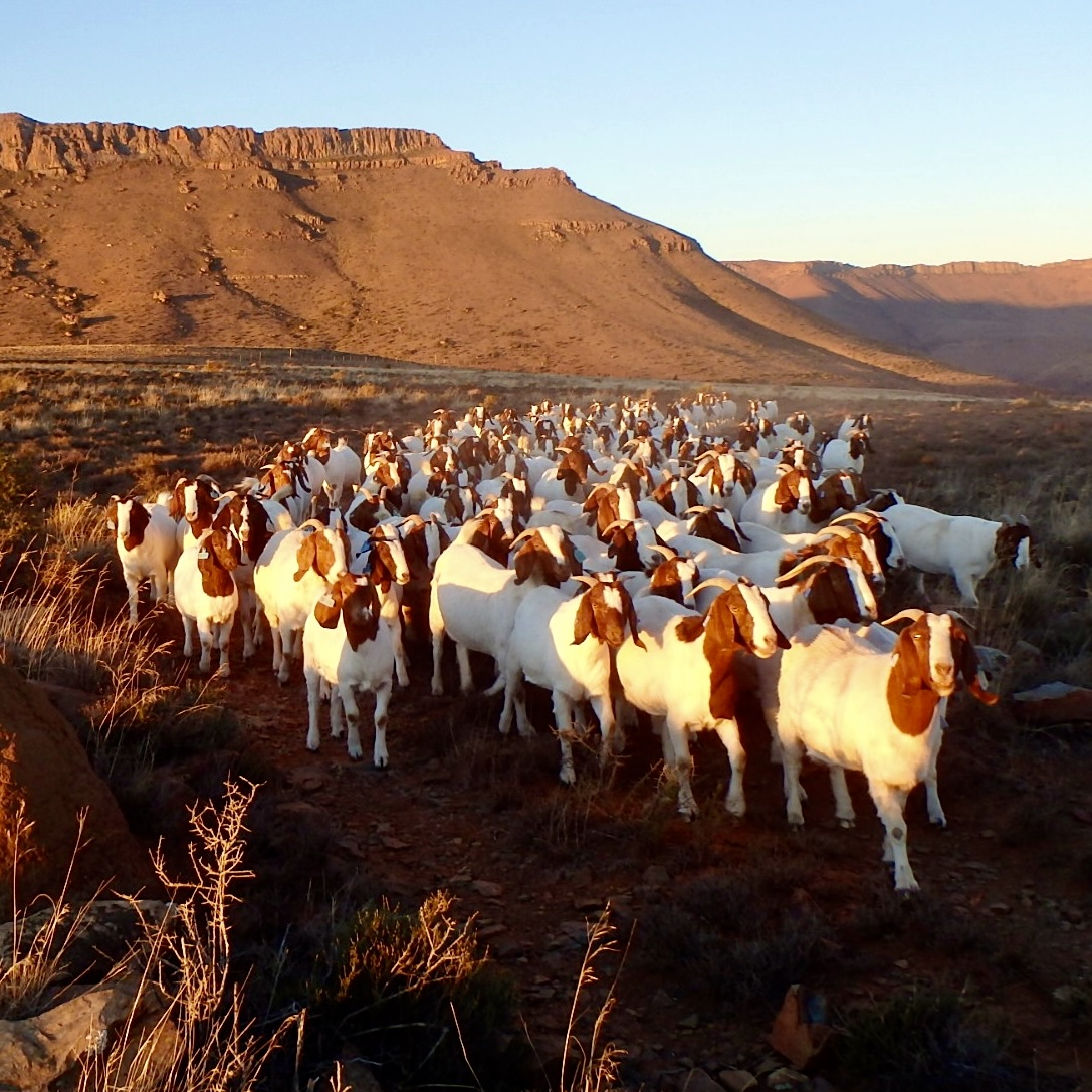 Boer Goats under extensive conditions